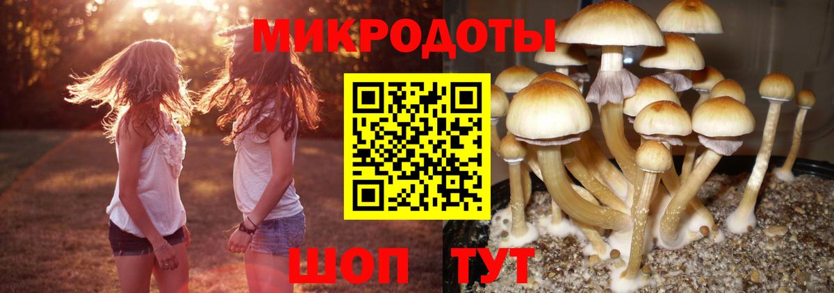 Псилоцибиновые грибы мицелий Домодедово